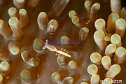 Periclimenes cf ornatus-Wakatobi Pasar wajo Beach-21m-20180602-Denis-ADER-DSC_3179_tn